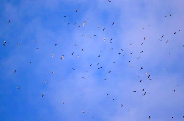 bird