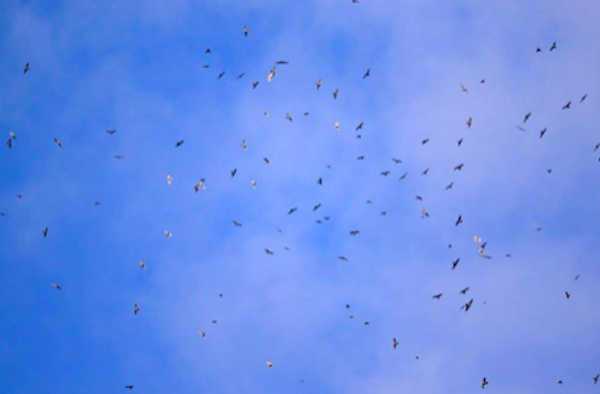 bird